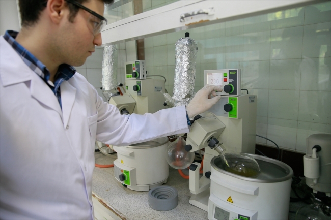 Kansere "pelemir otu" çare olacak